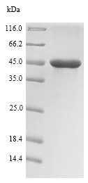 SDS-PAGE - Recombinant Pseudomonas aeruginosa Regulatory protein RhlR (His tag) (AB225569)