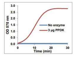 Functional Studies - Recombinant Pyruvate phosphate dikinase protein (Active) (AB286038)