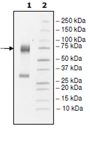 SDS-PAGE - Recombinant Rabbit Angiopoietin 2/ANG2 protein (His tag C-Terminus) (AB271726)