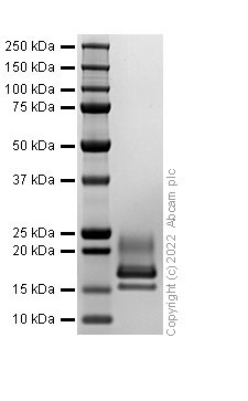 SDS-PAGE - Recombinant Rabbit IL-2 Protein (Active) (AB307411), expandable thumbnail