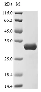 SDS-PAGE - Recombinant Rabbit IL-6 protein (AB289783)