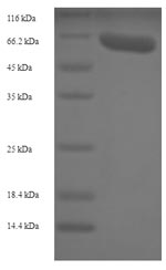 SDS-PAGE - Recombinant Rabbit VEGFA protein (AB288551), expandable thumbnail
