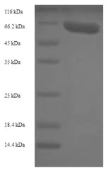 SDS-PAGE - Recombinant Rabbit VEGFA protein (AB288551)
