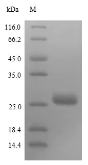 SDS-PAGE - Recombinant Rabies virus Rabies Matrix Protein (Tagged) (AB236803)