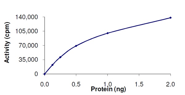 Functional Studies - Recombinant Raf1 (mutated Y340E + Y341E) protein (Active) (AB62292), expandable thumbnail