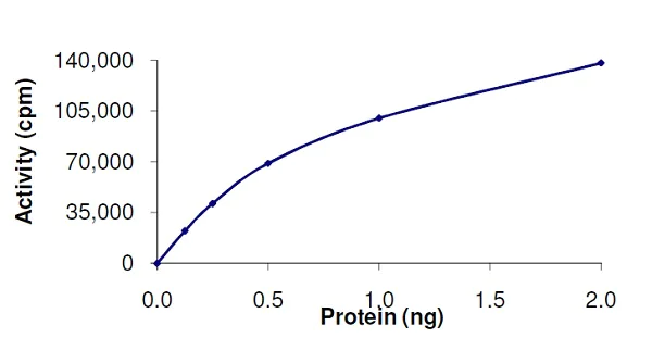 Functional Studies - Recombinant Raf1 (mutated Y340E + Y341E) protein (Active) (AB62292)