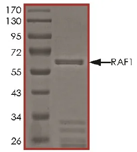 Western blot - Recombinant Raf1 (mutated Y340E + Y341E) protein (Active) (GST tag N-Terminus) (AB62292)