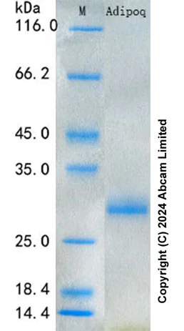 SDS-PAGE - Recombinant Rat Adiponectin Protein Standard (His tag) (AB316674)