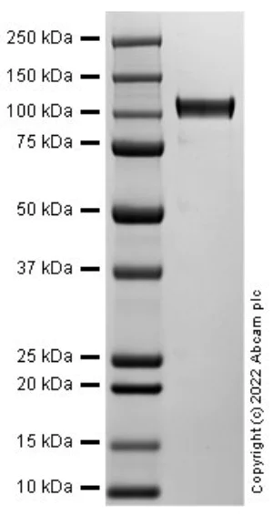 SDS-PAGE - Recombinant Rat Agrin protein (AB288811)