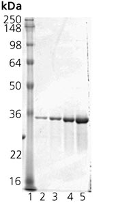 SDS-PAGE - Recombinant rat BVR protein (AB91622), expandable thumbnail