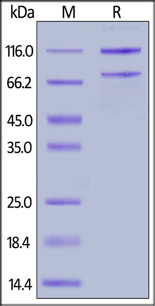 Recombinant rat C5 protein (Active)