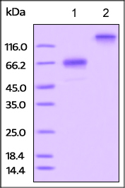 SDS-PAGE - Recombinant Rat CD134 / OX40L receptor protein (Fc Chimera) (AB221327), expandable thumbnail