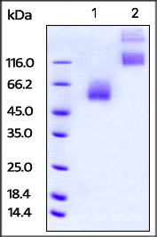 SDS-PAGE - Recombinant rat CD47 protein (Fc Chimera Active) (AB220571), expandable thumbnail