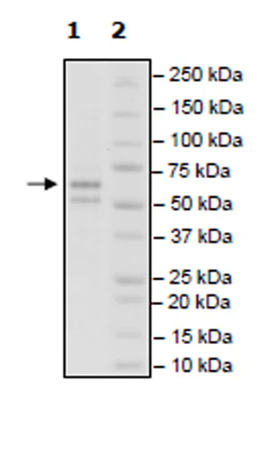 SDS-PAGE - Recombinant rat CERK protein (Active) (DDDDK tag C-Terminus) (AB271469)