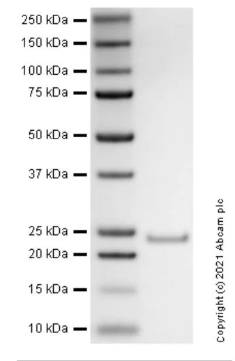 SDS-PAGE - Recombinant rat CNTF protein (Active) (AB283449)