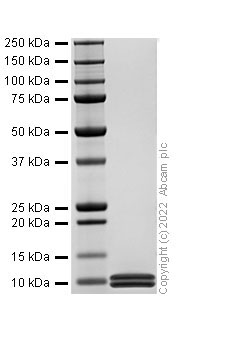 SDS-PAGE - Recombinant Rat CXCL10/IP10 Protein (AB307485), expandable thumbnail