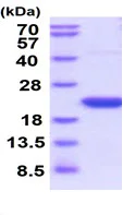 SDS-PAGE - Recombinant rat Cyclophilin F protein (Active) (AB219422)