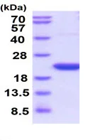 SDS-PAGE - Recombinant rat Cyclophilin F protein (Active) (AB219422)
