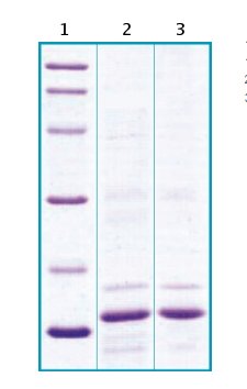 SDS-PAGE - Recombinant Rat Cystatin C protein (AB63285), expandable thumbnail