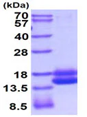 SDS-PAGE - Recombinant rat Cystatin C protein (Active) (His tag C-Terminus) (AB219236)
