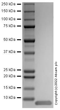 SDS-PAGE - Recombinant Rat EGF Protein (Active) (AB290070)