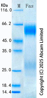 SDS-PAGE - Recombinant Rat Fas Protein Standard (His tag) (AB323827)