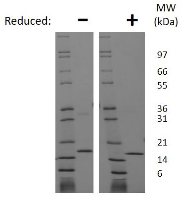 Recombinant rat FGF2 protein (Active)