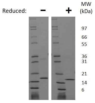 SDS-PAGE - Recombinant rat FGF2 protein (Active) (AB269241)
