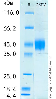 SDS-PAGE - Recombinant Rat FSTL1 Protein Standard (His tag) (AB316557)