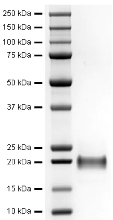 SDS-PAGE - Recombinant rat GDNF protein (Active) (AB281795)