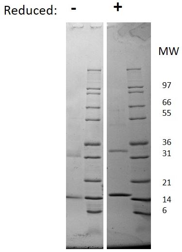 Recombinant rat GM-CSF protein