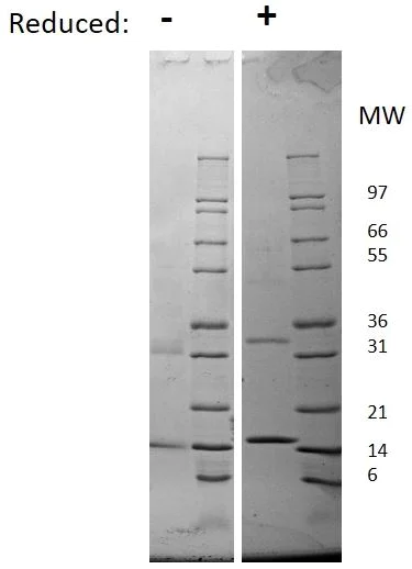 SDS-PAGE - Recombinant rat GM-CSF protein (AB198565)