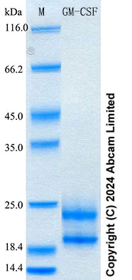SDS-PAGE - Recombinant Rat GM-CSF Protein Standard (His tag) (AB316621)