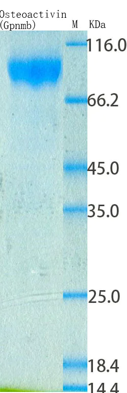 SDS-PAGE - Recombinant Rat GPNMB Protein Standard (His tag) (AB316498)