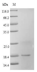 SDS-PAGE - Recombinant Rat H-FABP protein (His tag) (AB267904)