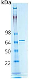 SDS-PAGE - Recombinant rat Hsp70 protein (AB91602)