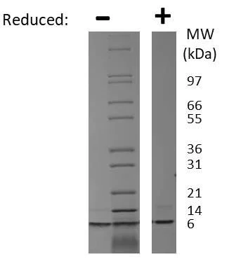 SDS-PAGE - Recombinant rat IGF1 protein (AB198570)