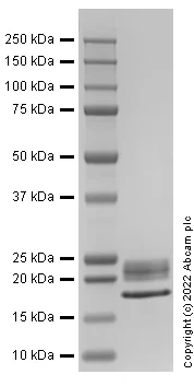 SDS-PAGE - Recombinant Rat IL-1 alpha Protein (Active) (AB290099)