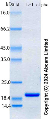 SDS-PAGE - Recombinant Rat IL-1 alpha Protein Standard (His tag) (AB316679), expandable thumbnail