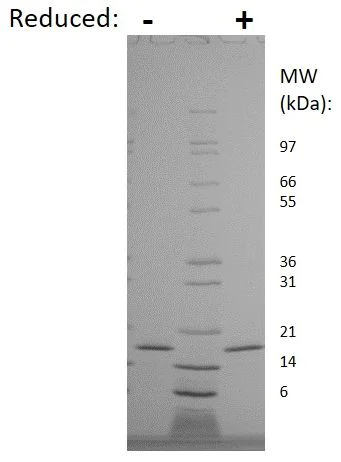 SDS-PAGE - Recombinant Rat IL-10 protein (AB269199)