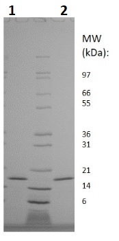 SDS-PAGE - Recombinant Rat IL-10 protein (Animal Free) (AB256036)