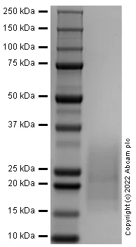 SDS-PAGE - Recombinant Rat IL-13 Protein (Active) (AB290091)
