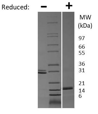 SDS-PAGE - Recombinant rat IL-17A + IL-17F protein (AB109681), expandable thumbnail