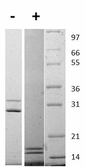 Western blot - Recombinant rat IL-17A + IL-17F protein (AB109681), expandable thumbnail