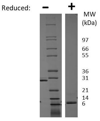 SDS-PAGE - Recombinant rat IL-17A protein (AB78597), expandable thumbnail