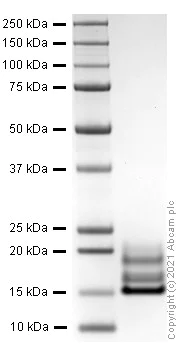 SDS-PAGE - Recombinant rat IL-17A protein (Active) (AB282393)