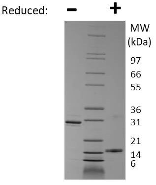SDS-PAGE - Recombinant Rat IL-17F protein (AB269244), expandable thumbnail