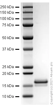 SDS-PAGE - Recombinant rat IL-2 protein (Active) (AB282394)