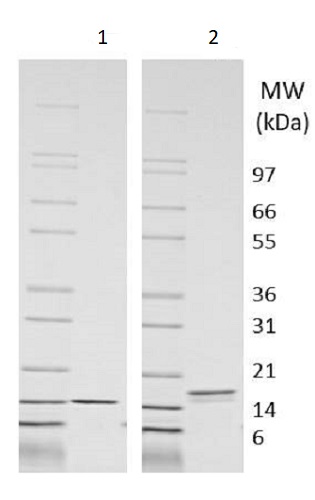 Recombinant rat IL-3 protein (Active)