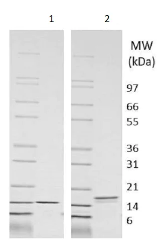 SDS-PAGE - Recombinant rat IL-3 protein (Active) (AB233668)